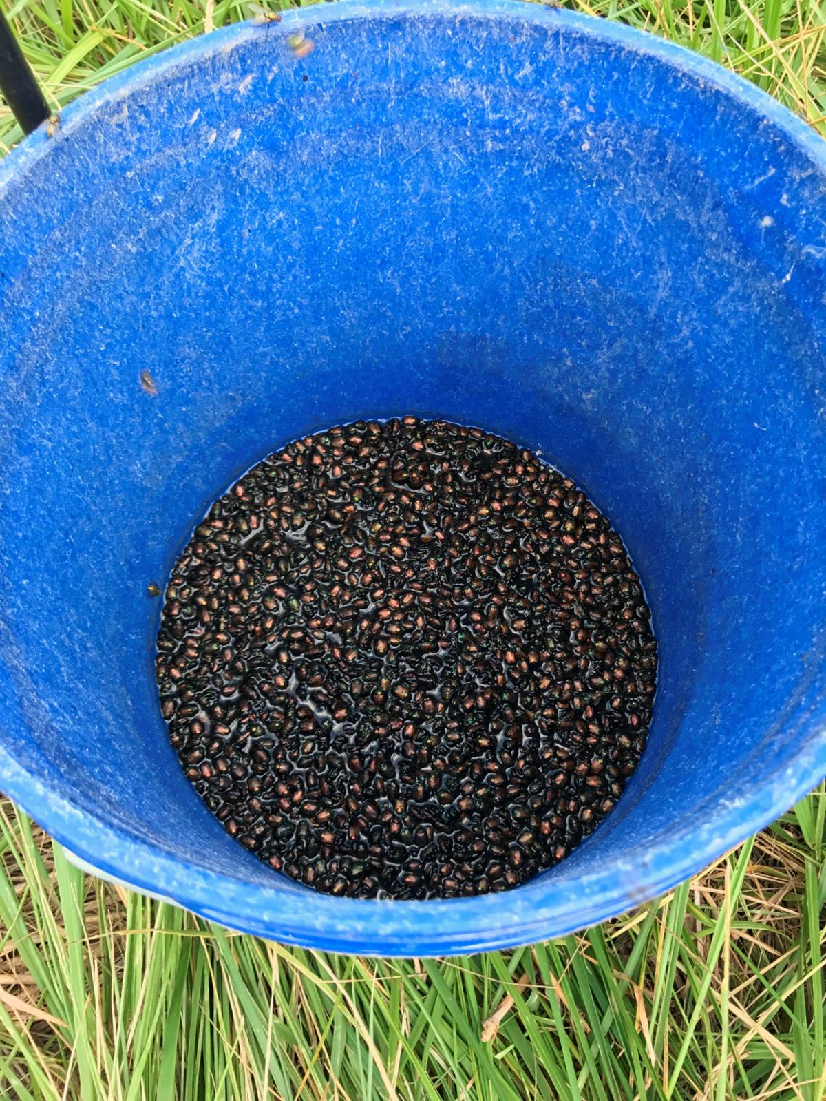 Japanese beetle swarms are worse than ever this year, and there's not