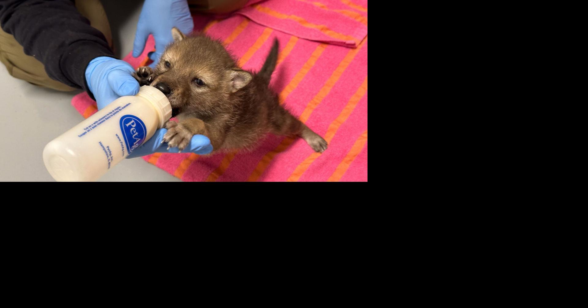 Nebraska Wildlife Rehab sets record for animals in its care for two straight months