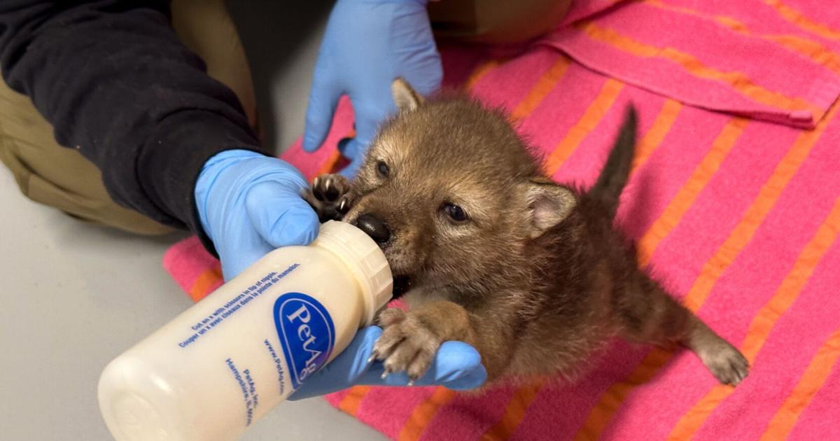 Nebraska Wildlife Rehab sets record for animals in its care for two straight months