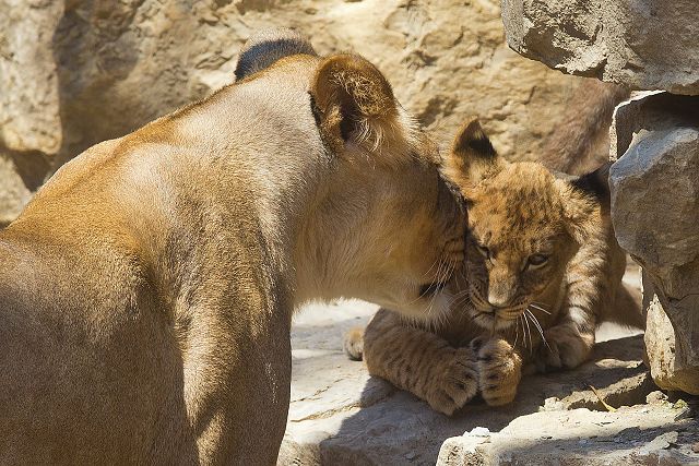 Omaha zoo's lion cubs venture outdoors