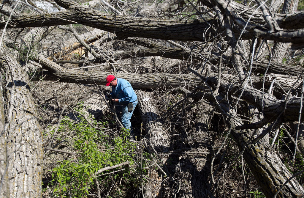 Morel hunting Finding gold in a flood zone Archives