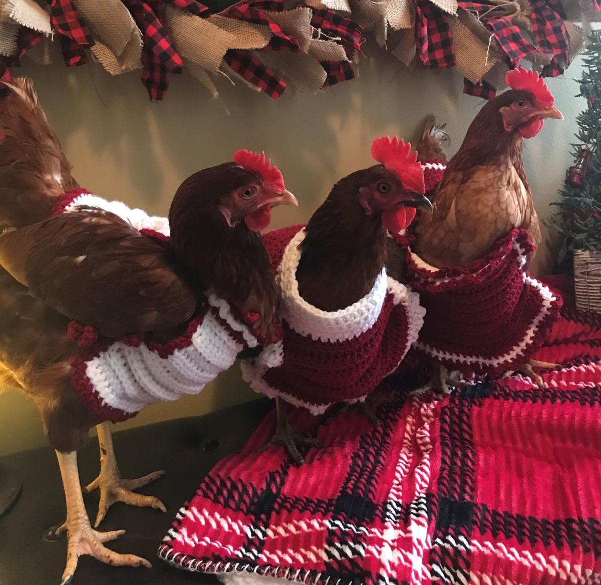 Three Local Chickens Brave The Winter Weather In Style Local