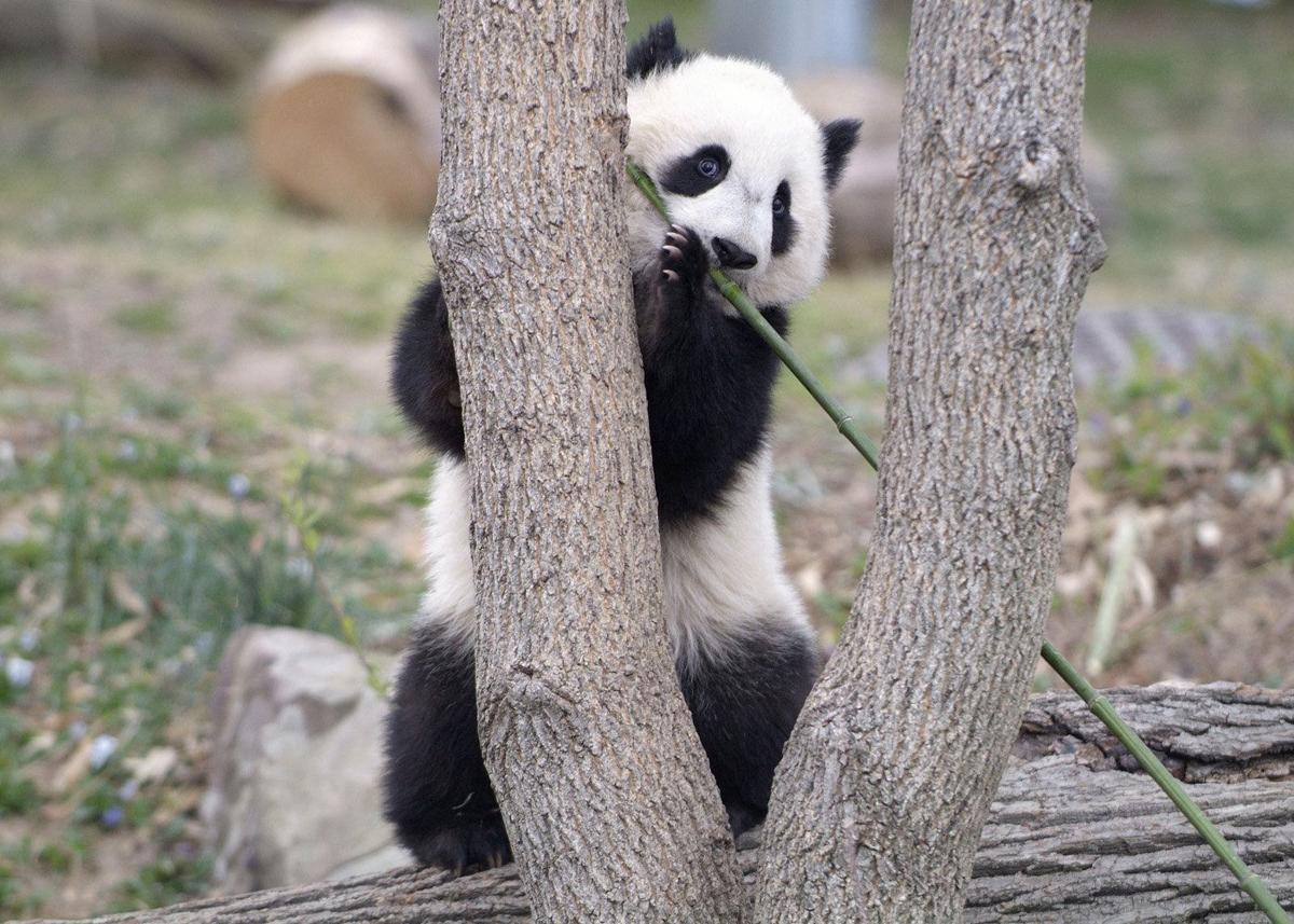 For zoos, pandas are about prestige, not profit Henry Doorly Zoo