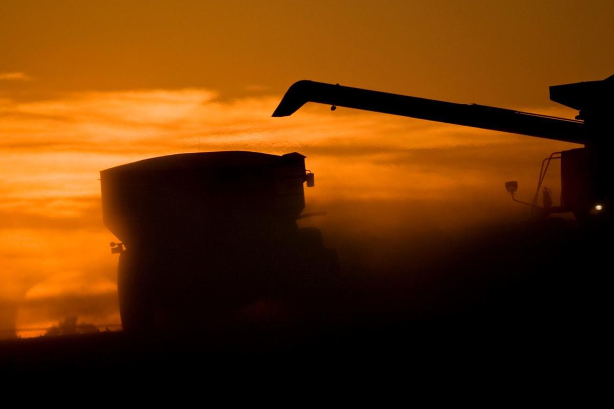 Soybean harvest