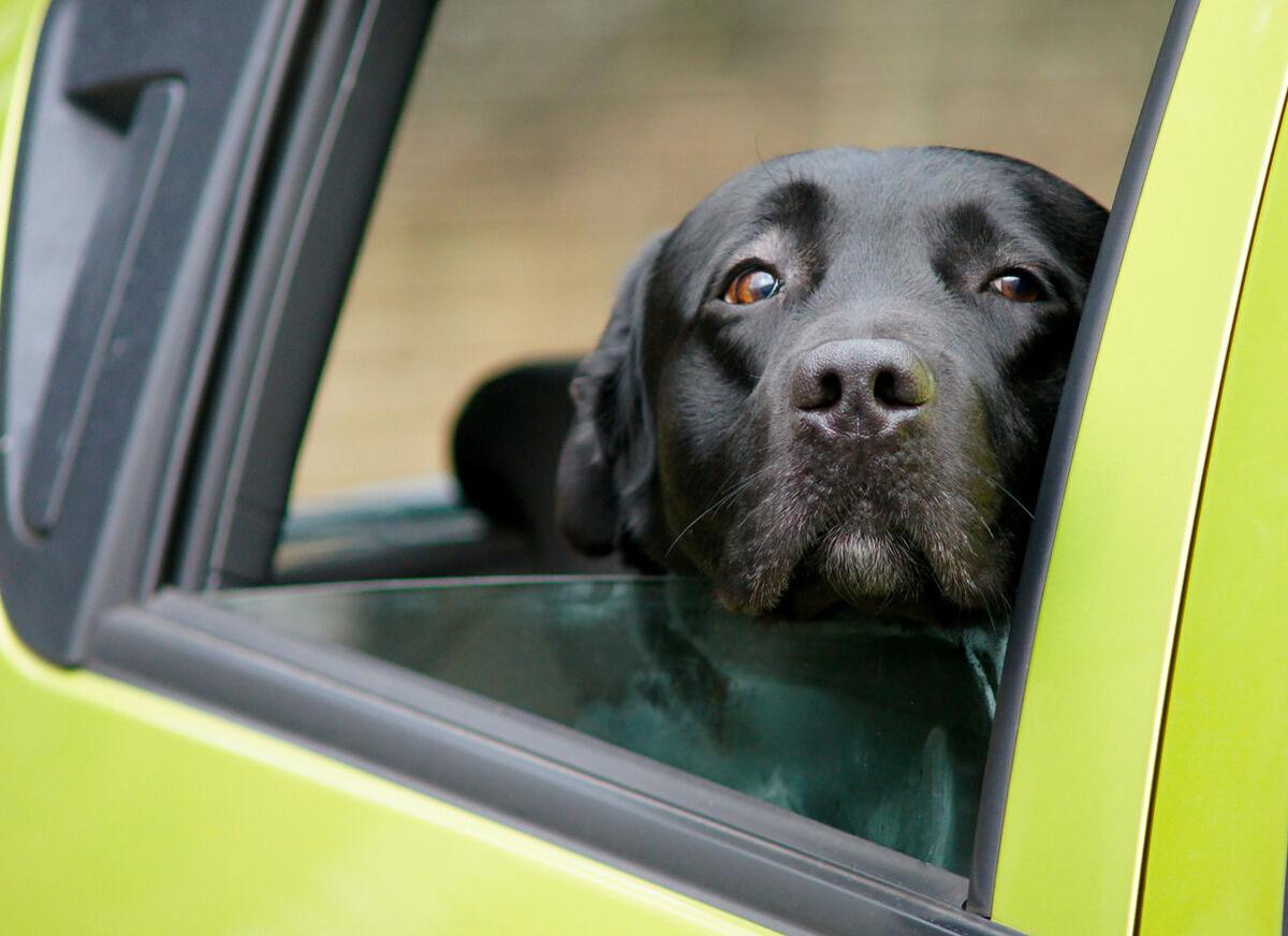 Heads up! To avoid danger, keep your dog’s head inside the car - Image