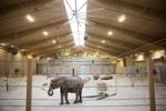 Omaha zoo elephants