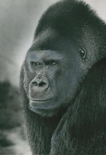 Gorilla - Brush Willis