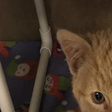 A Kitten Rode Under An Suv From Omaha To Papillion And Lived To
