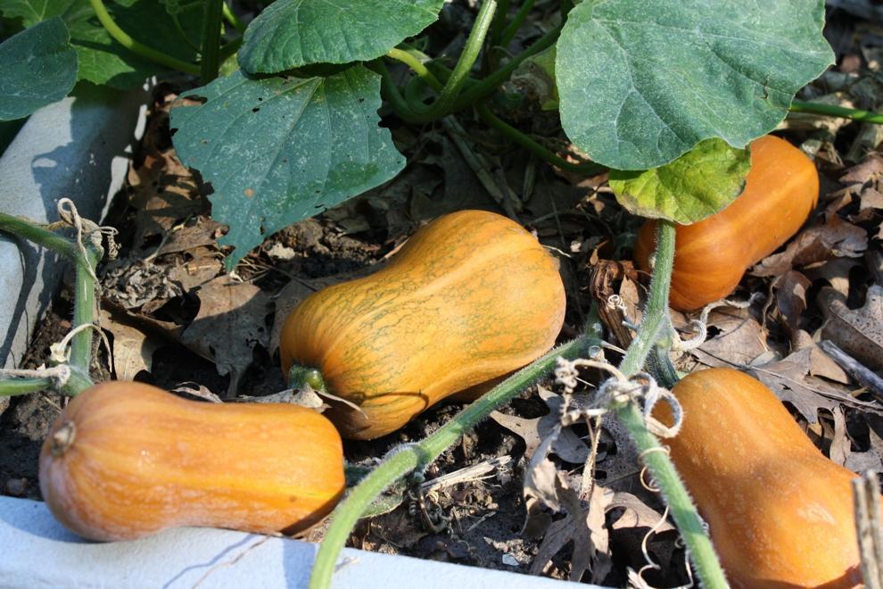 There is a solution for those wilting squash plants