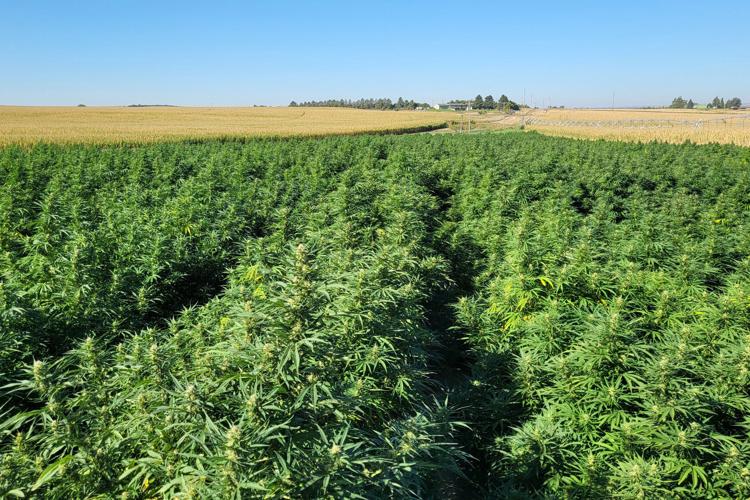 hemp-farm-1-copy