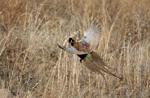 Midlands Voices: America the Beautiful initiative will benefit Nebraska wildlife, farms and ranchers