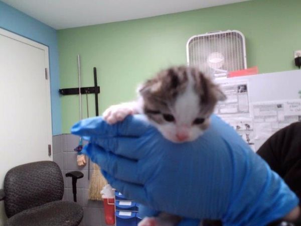 BABY SWISS
