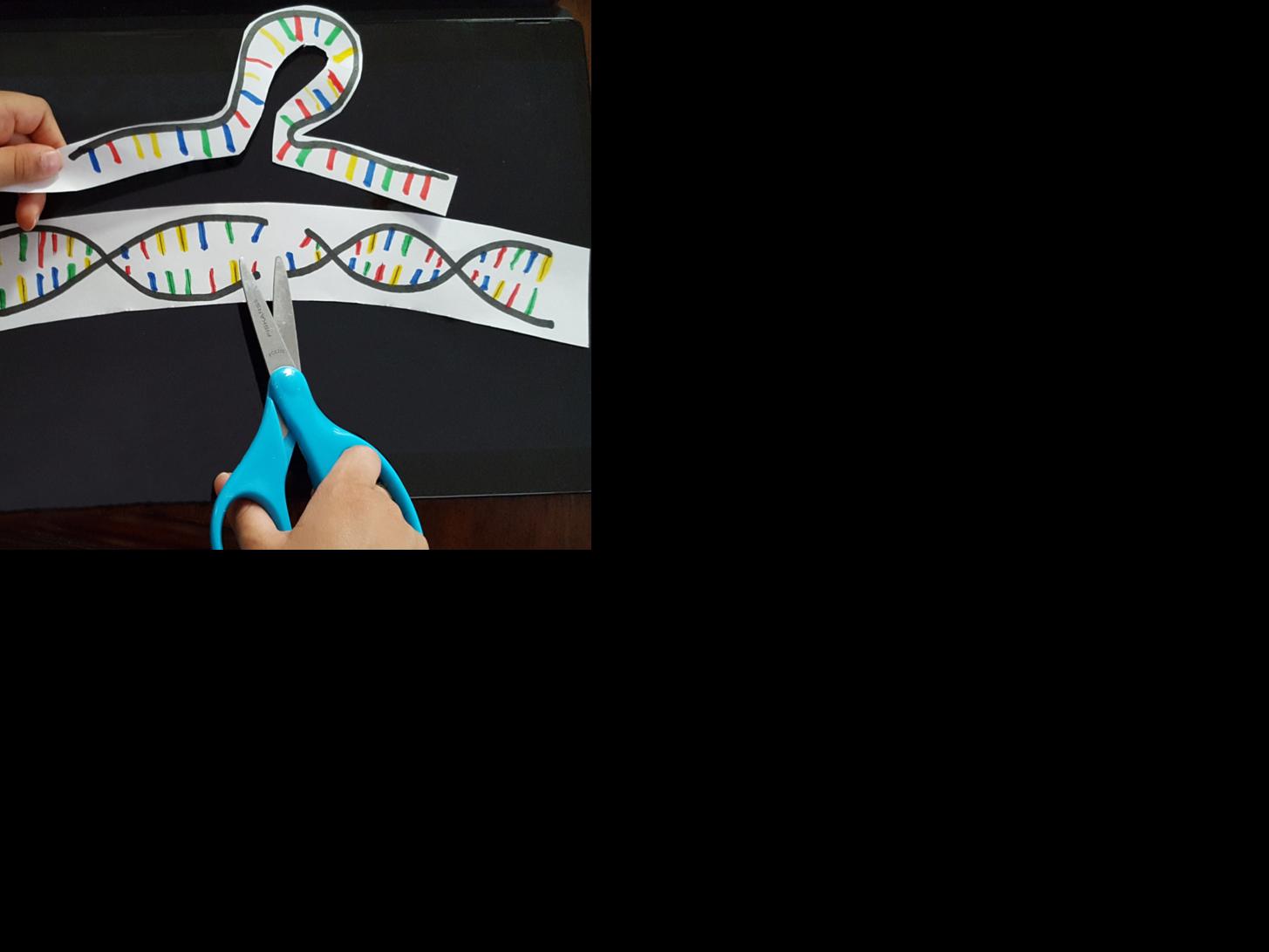 Molecular 'scissors' used in gene editing receive an upgrade courtesy