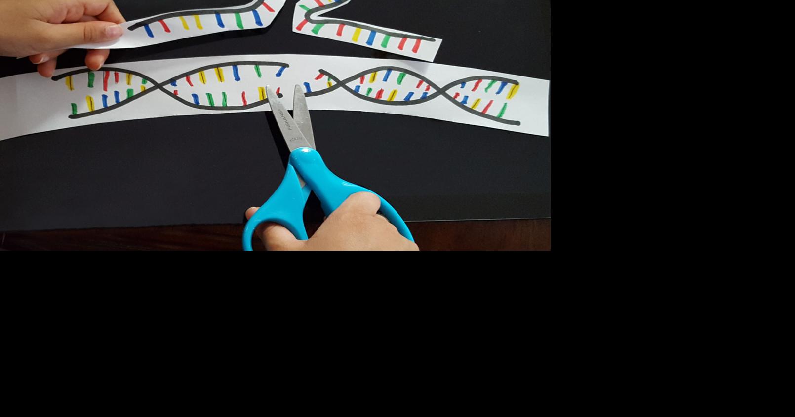 Molecular 'scissors' used in gene editing receive an upgrade courtesy ...