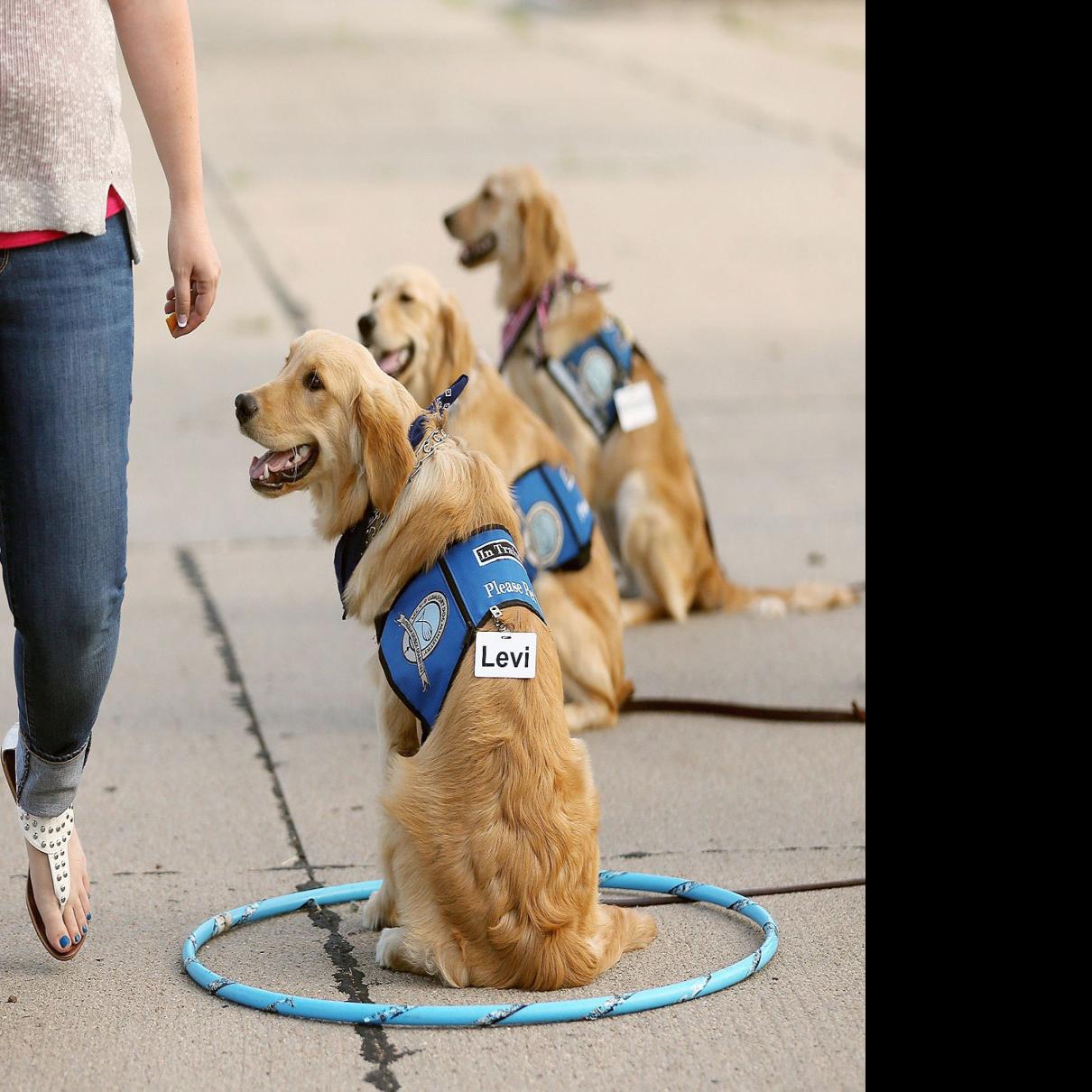 In Grand Island Training Comfort Dogs Is An Exercise For Pups And Handlers State And Regional News Omaha Com