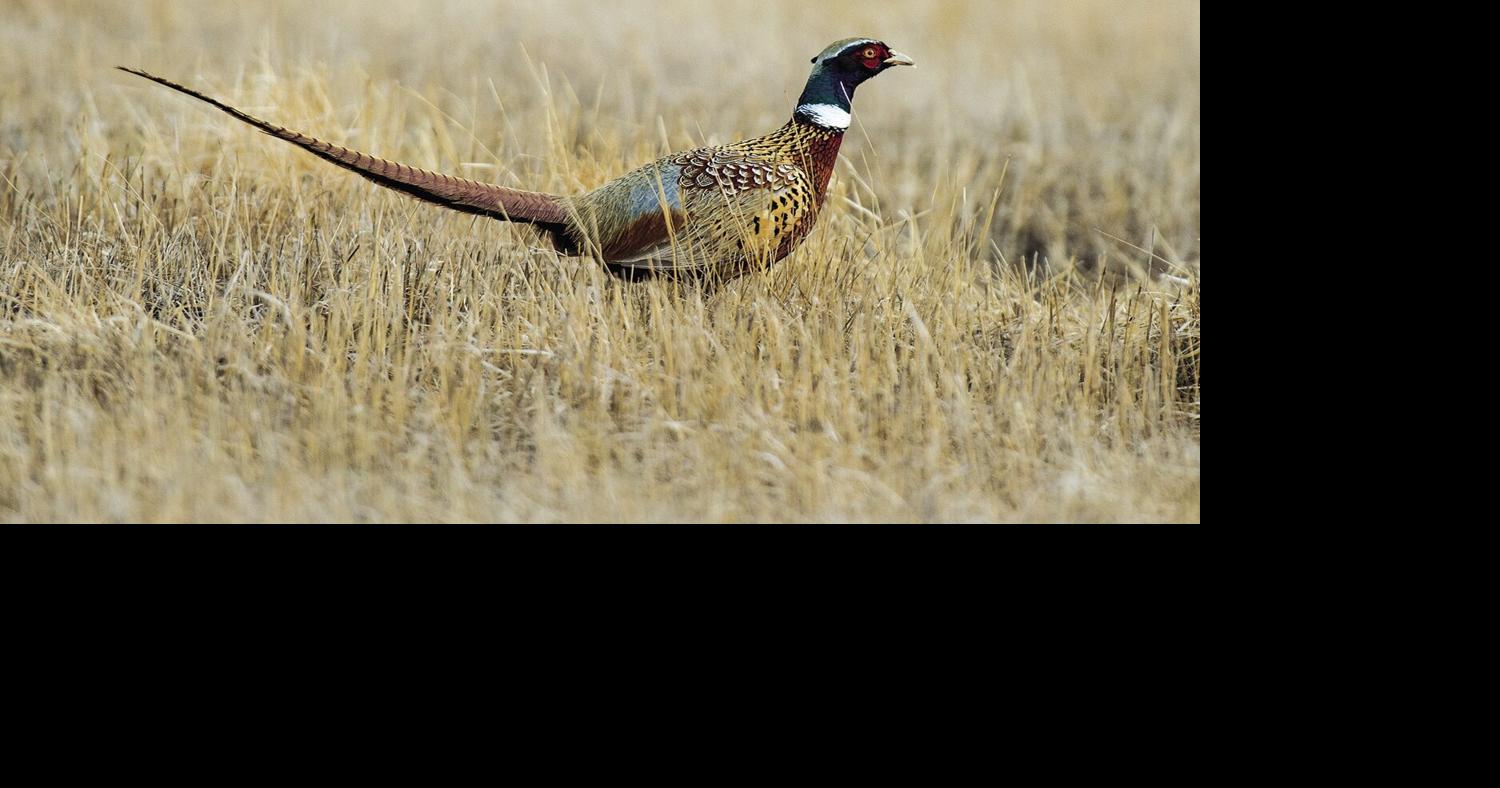 Nebraska's pheasant outlook should improve once harvest is completed