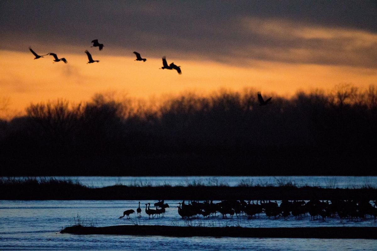 A Night With The Sandhill Cranes At The Crane Trust In >> You Ll Need To Be An Early Bird To Catch The Sandhill Crane A Night With The Sandhill Cranes At The Crane Trust In >> You Ll Need To Be An Early Bird To Catch The Sandhill Crane