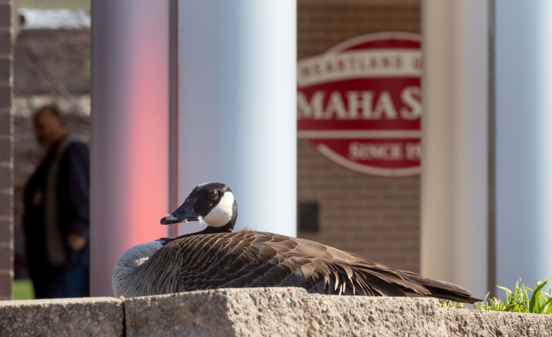 Canada goose 800 outlet n michigan 600