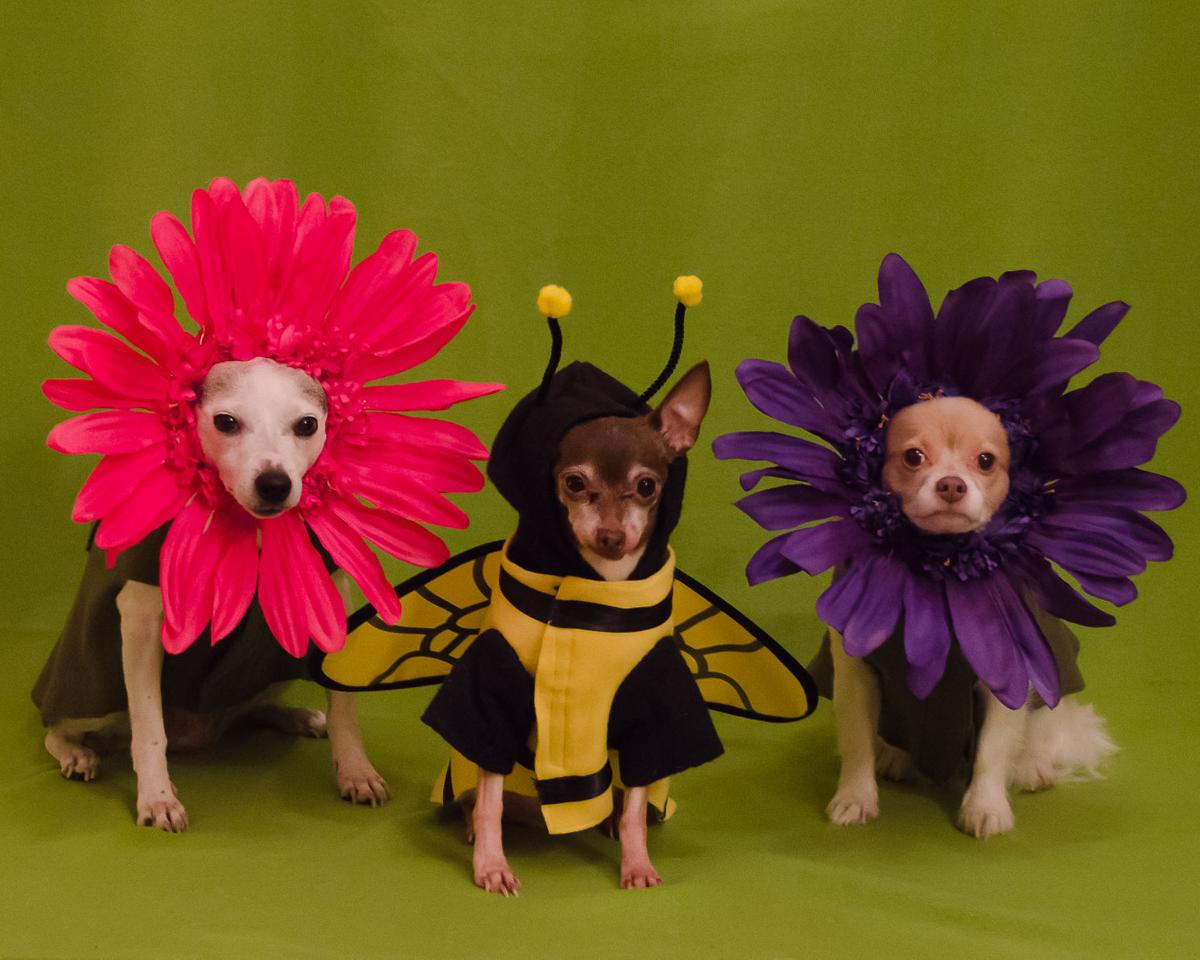 Omaha Canine Trio Winners Of Martha Stewart S Costume Contest Ready For Another Howl Oween Local News Omaha Com