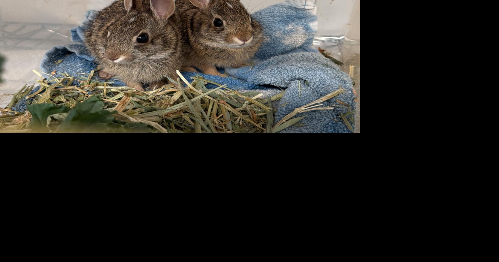 Nebraska Wildlife Rehab in Omaha needs your extra towels