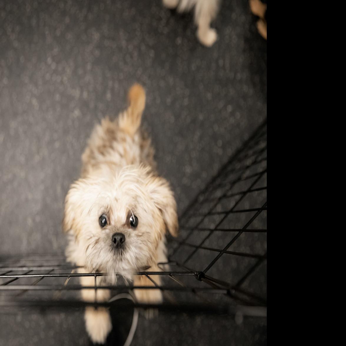 Dog Gone Problems My Puppy Whines When She S In Her Play Area But
