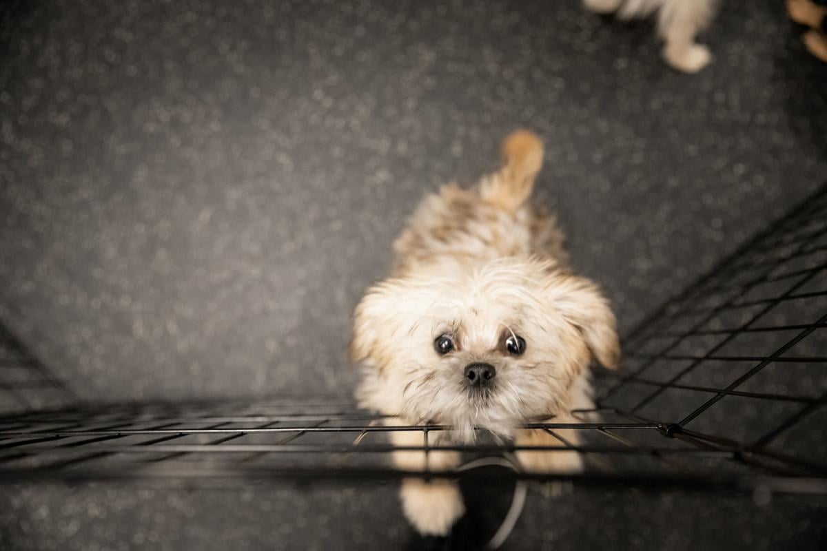 Dog Gone Problems My Puppy Whines When She S In Her Play Area But Not Her Crate Momaha Omaha Com