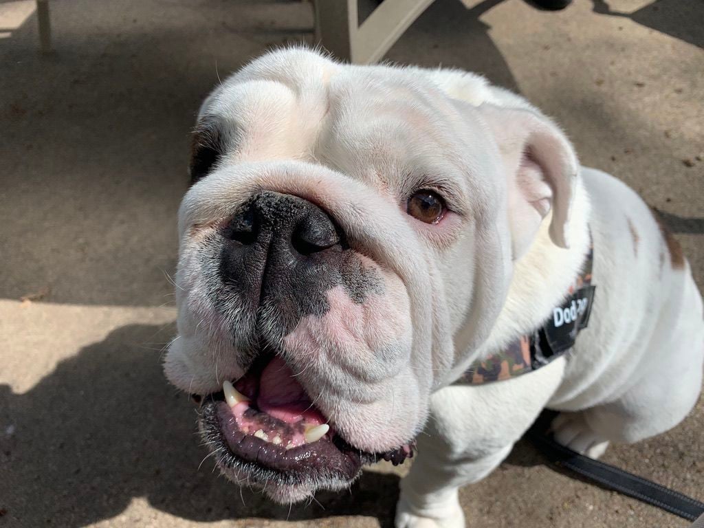 are old english bulldogs good with babies