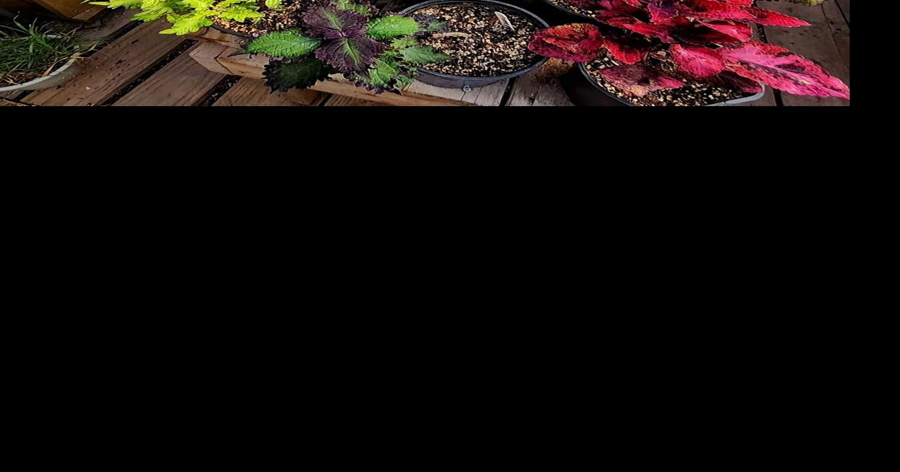 Fremont gardener's greenhouse can't contain ever-growing coleus collection