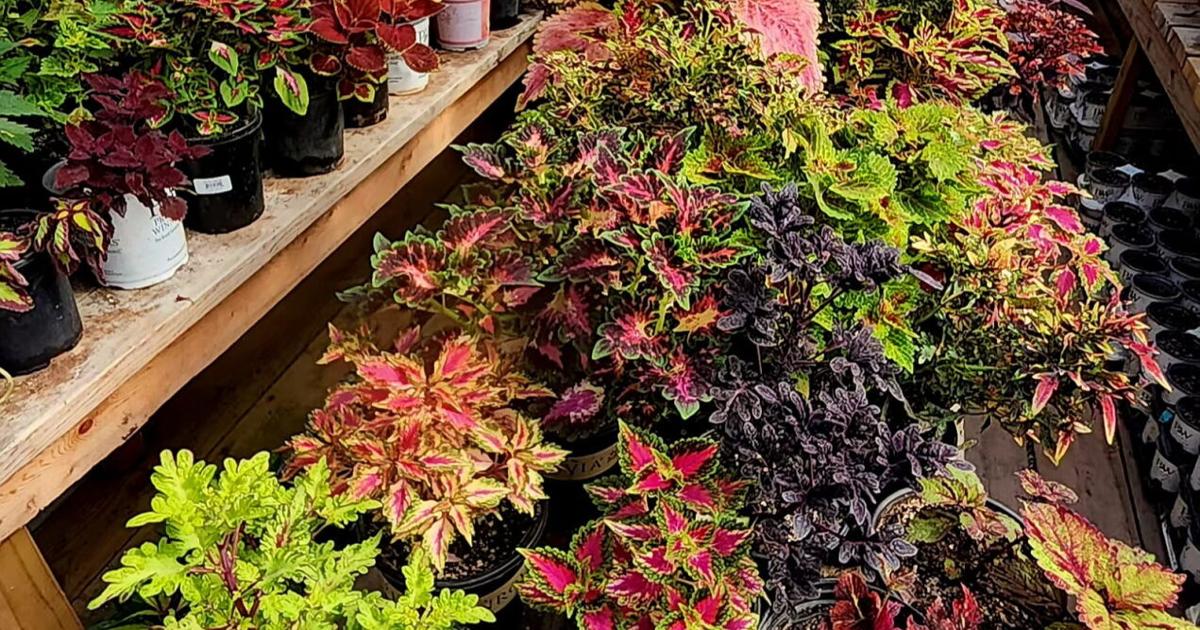 Fremont gardener's greenhouse can't contain ever-growing coleus collection