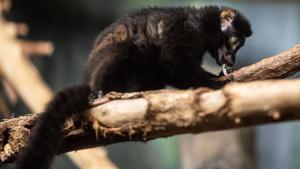 091026-owh-new-lemur-cm-06
