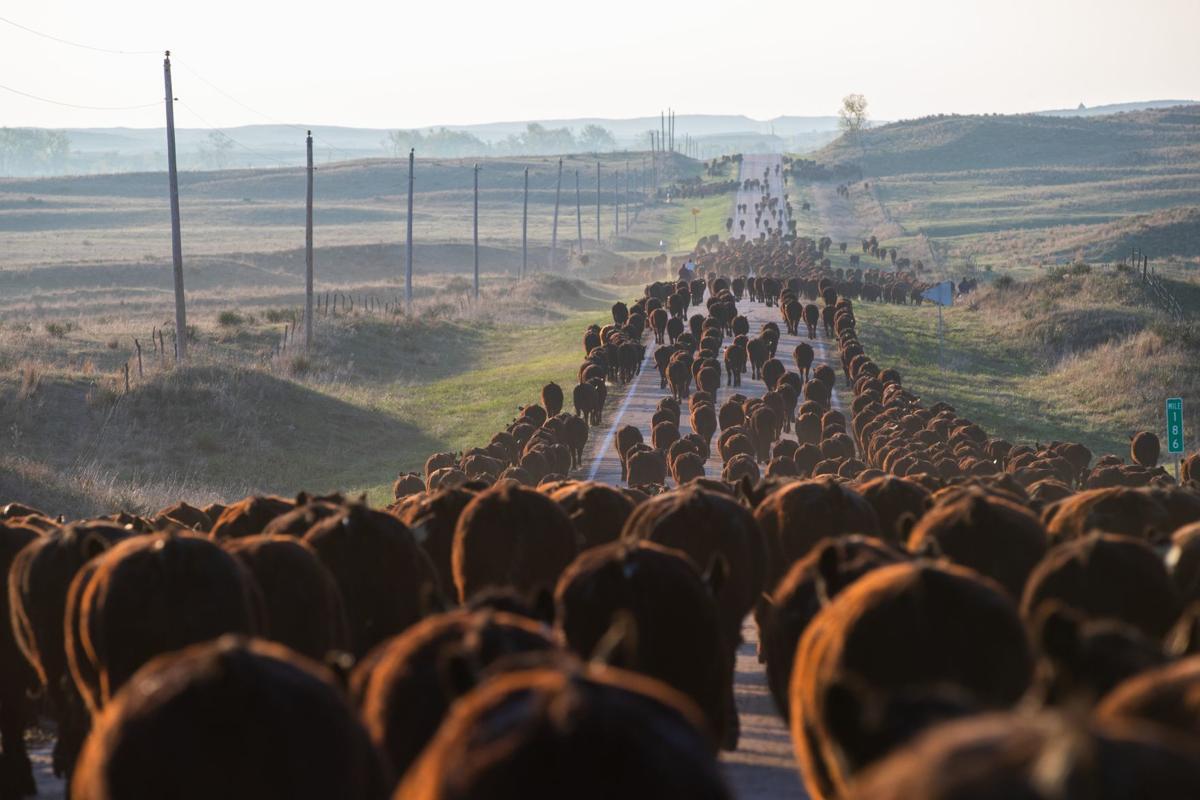 Nebraska Sand Hills family drives cattle the oldfashioned way for 45
