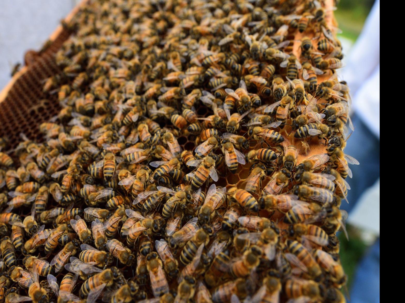 Suffering Huge Losses In Nebraska Beekeepers Blame Chemicals Weather And More Latest Headlines Omaha Com