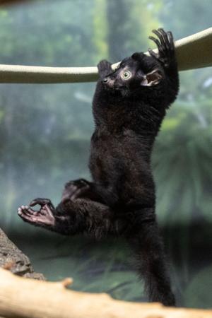 091026-owh-new-lemur-cm-11