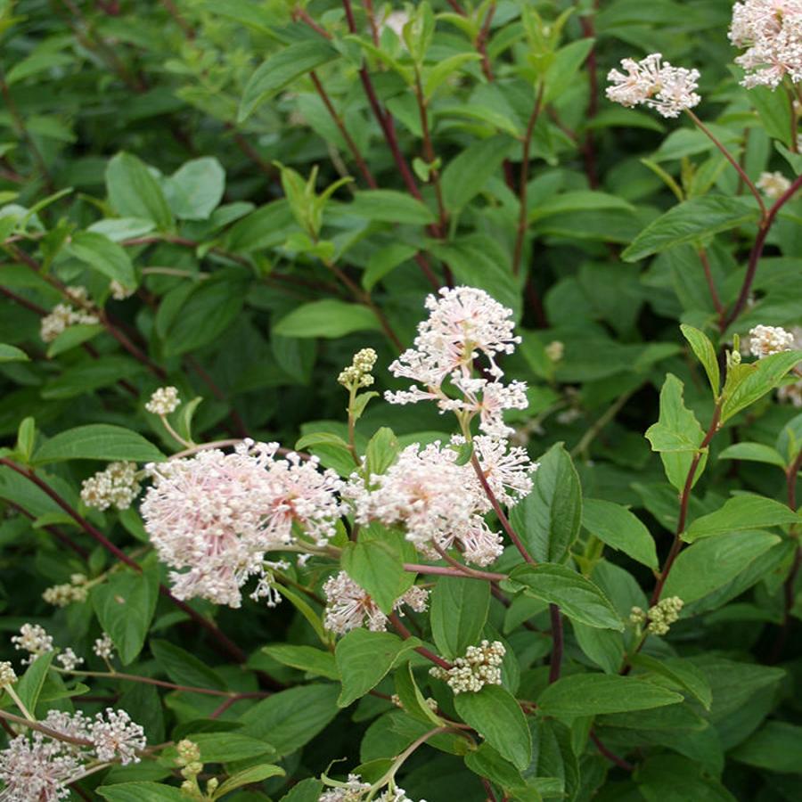 Native Plants New Jersey Tea Is Food For Pollinators Lifestyles Omaha Com
