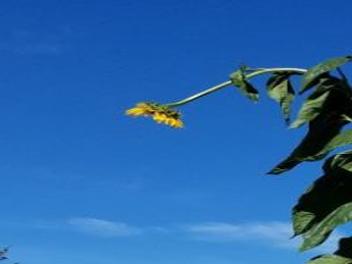 Surprise 6 Year Old Nebraska Girl Grows 19 Foot Sunflower To Cheer Up Mom Lifestyles Omaha Com