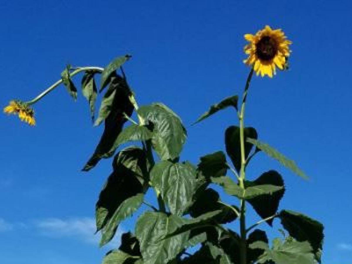 Surprise 6 Year Old Nebraska Girl Grows 19 Foot Sunflower To Cheer Up Mom Lifestyles Omaha Com