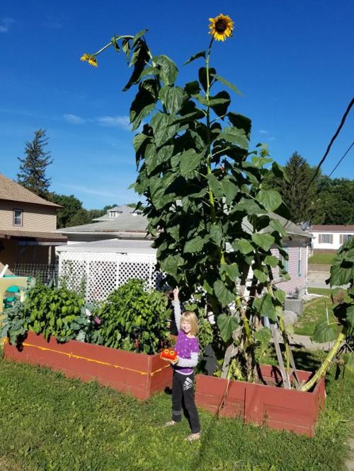 Surprise 6 Year Old Nebraska Girl Grows 19 Foot Sunflower To Cheer Up Mom Lifestyles Omaha Com