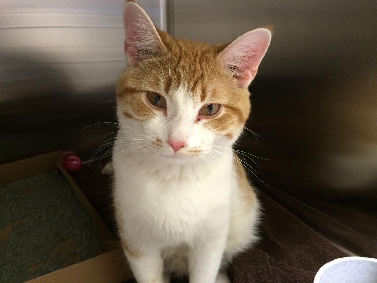 Cat thrown from car has a new name, new home | Crime & Courts | omaha.com