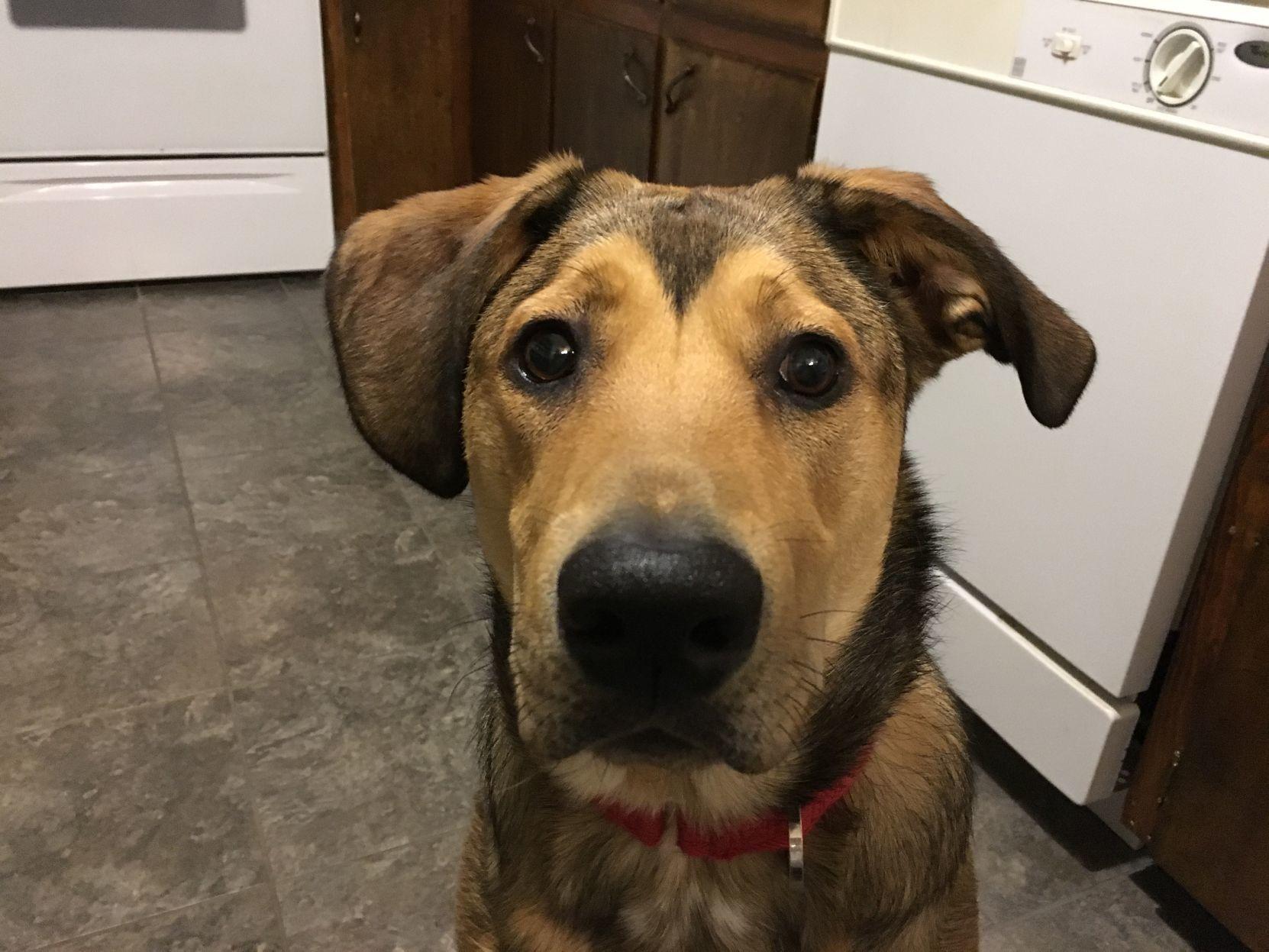 Dog Gone Problems Our Rescue Dog Is Getting More Aggressive And Is Now Biting Momaha Omaha Com
