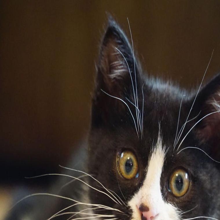Despite Rare Condition Apollo The Kitten Will Wobble His Way Into Your Heart Local News Omaha Com