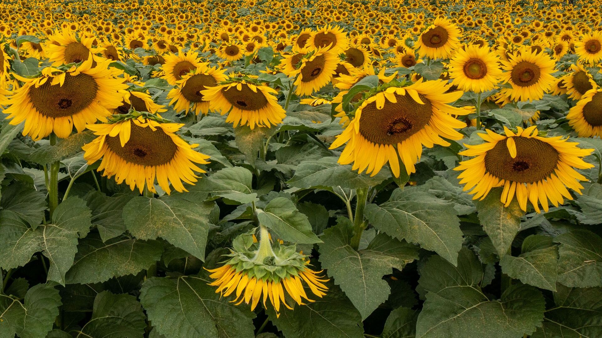 Several hundred thousand sunflowers greet people at Sunflower Festival