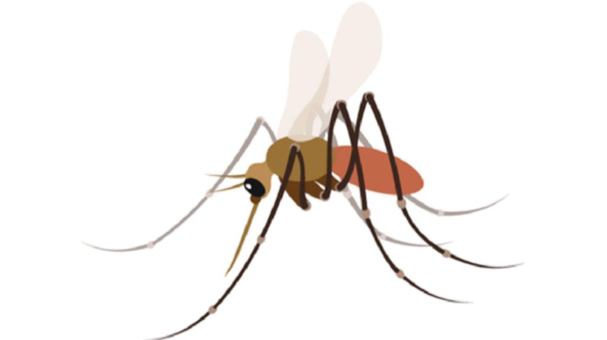 Don T Be The Next Meal For Those Mosquitoes In The Backyard