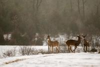 Snowy Deer