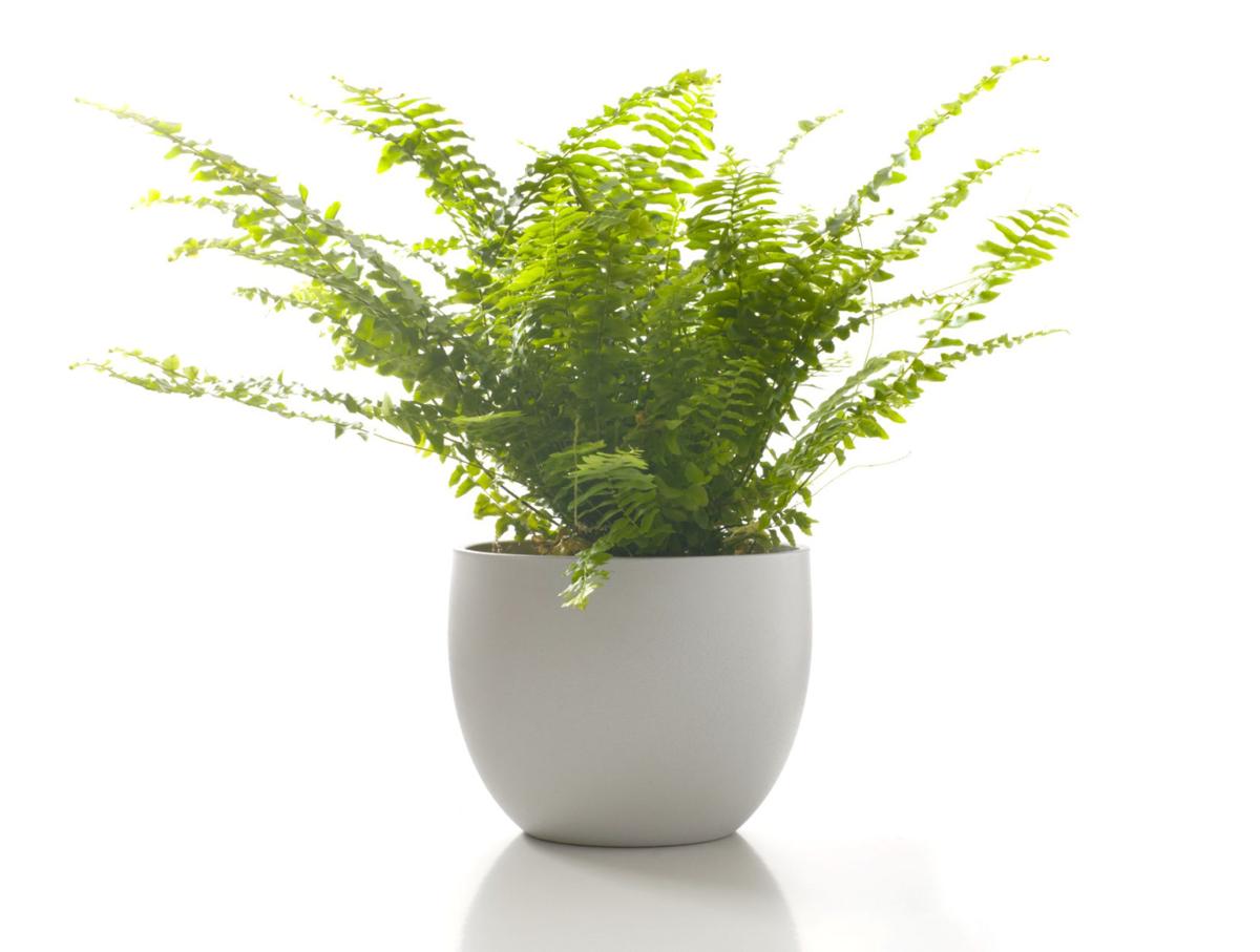 Best Indoor Plants For Fall And Winter Inspired Living Omaha Com