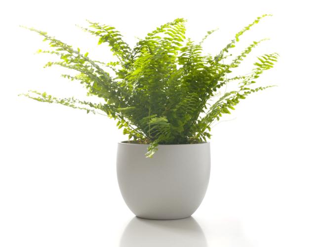 Best indoor plants for fall and winter