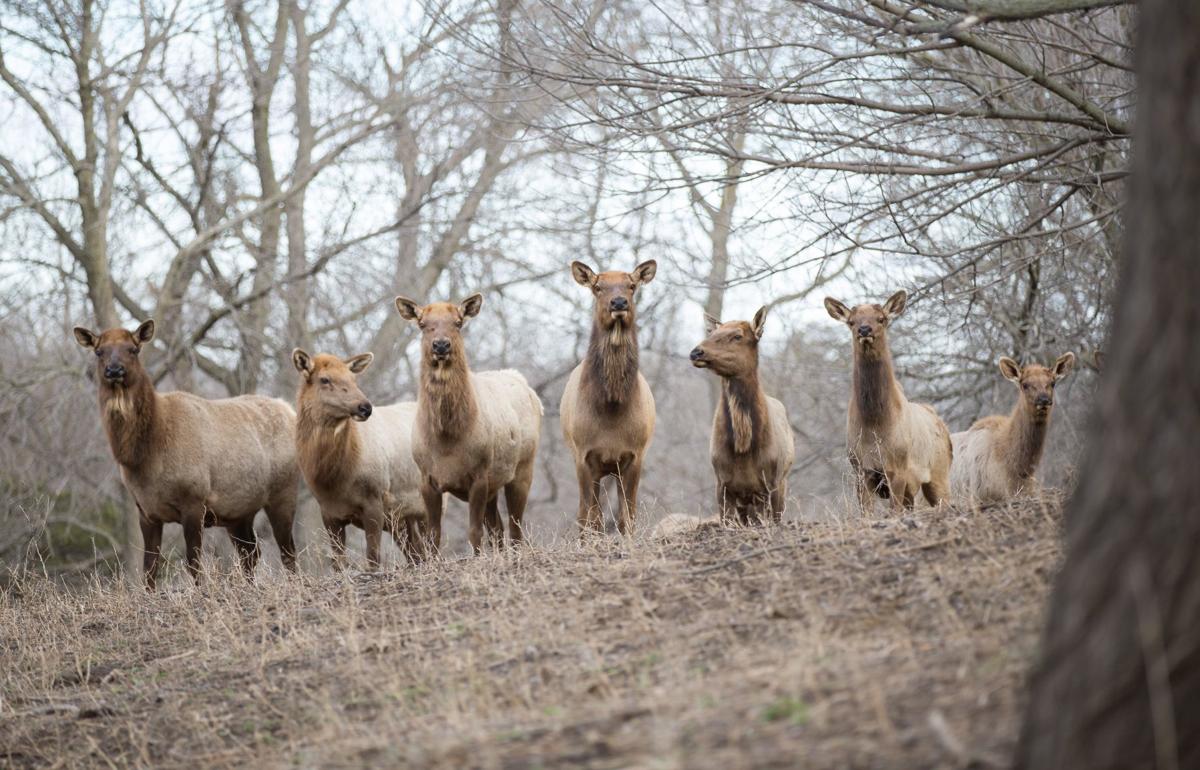 Wildlife Safari Park in Ashland will be free for Omaha zoo ...