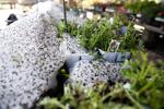 Omaha gardeners, plant stores lament hail damage