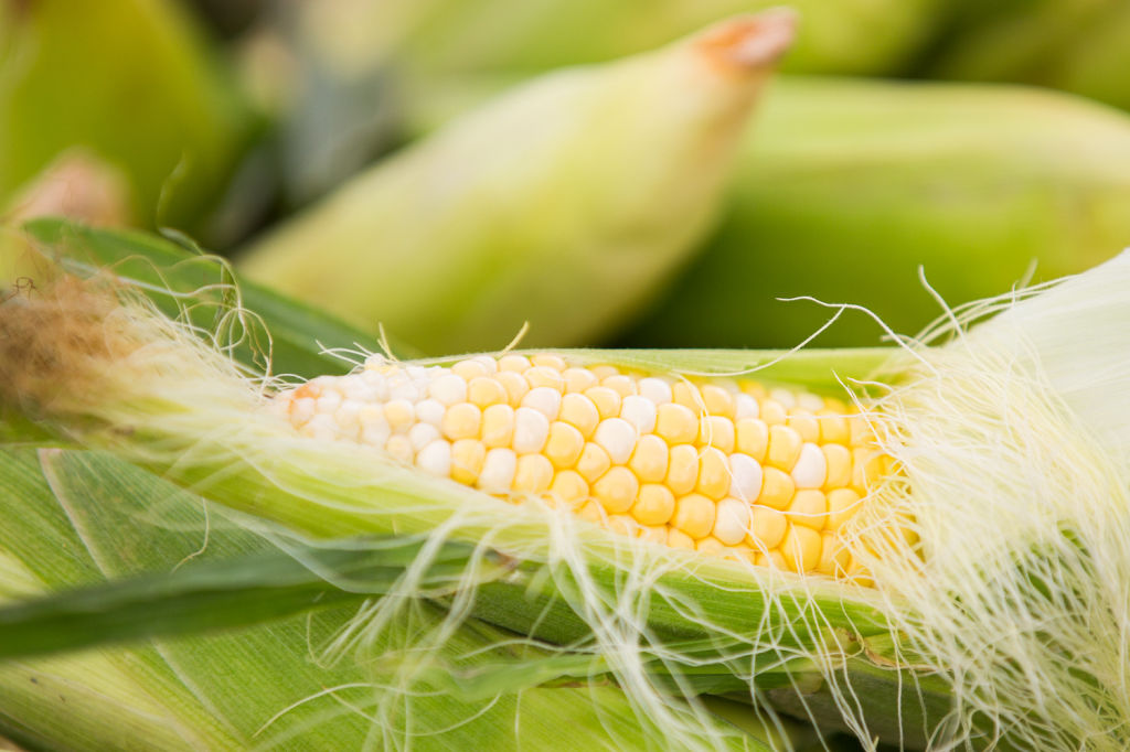 In Omaha, ear-to-ear grins for roadside sweet corn stands | Living ...