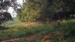 Game and Parks confirms mountain lion sighting in southeast Nebraska