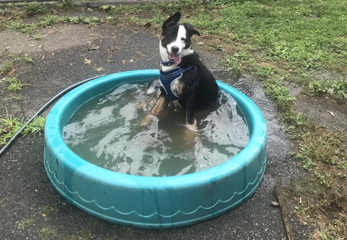 Dog for 8/19/20